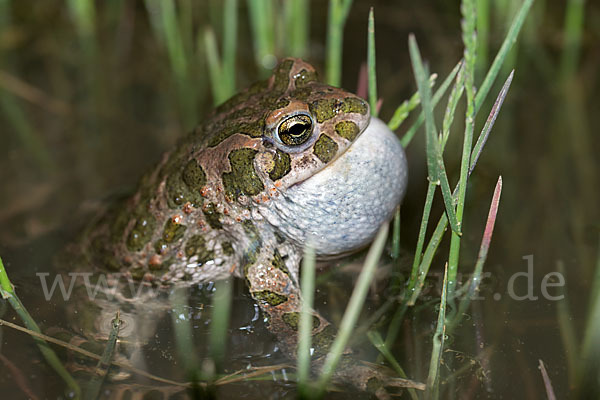 Wechselkröte (Bufo viridis)