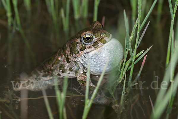 Wechselkröte (Bufo viridis)