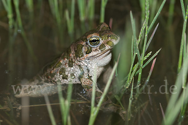 Wechselkröte (Bufo viridis)