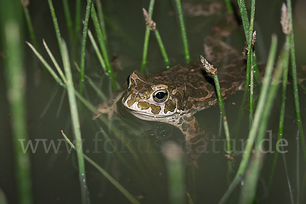 Wechselkröte (Bufo viridis)