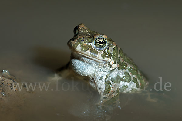 Wechselkröte (Bufo viridis)