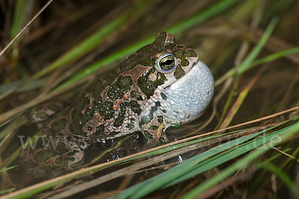 Wechselkröte (Bufo viridis)