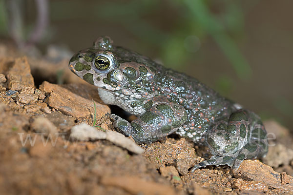 Wechselkröte (Bufo viridis)