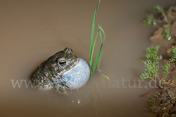 Wechselkröte (Bufo viridis)