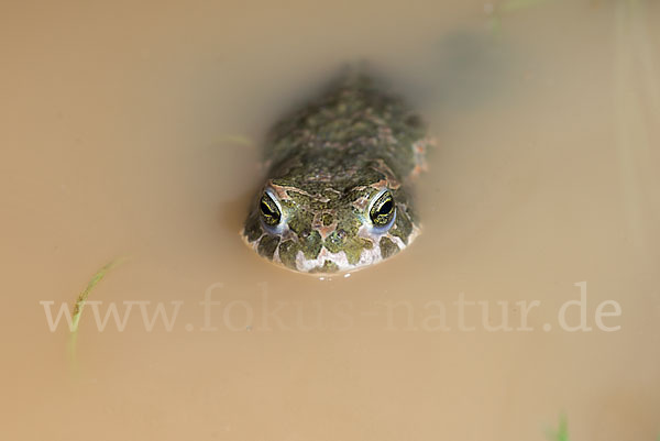 Wechselkröte (Bufo viridis)