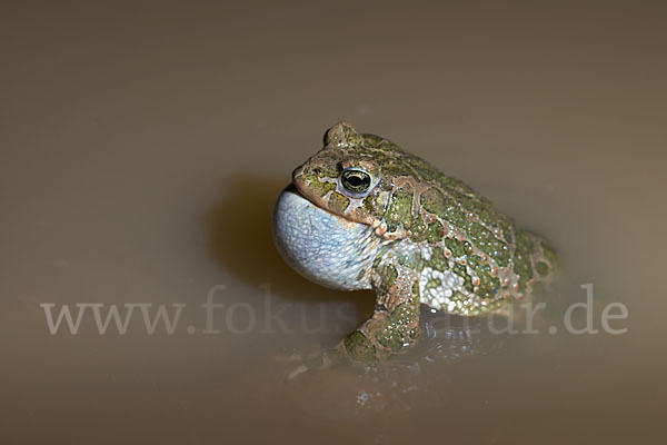 Wechselkröte (Bufo viridis)