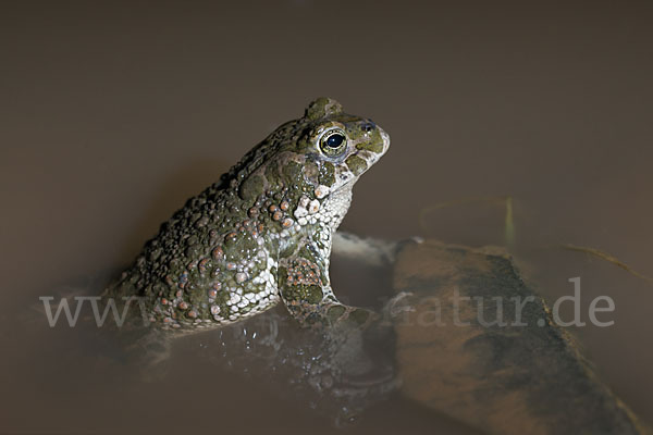 Wechselkröte (Bufo viridis)