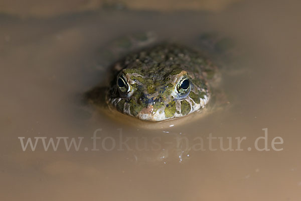 Wechselkröte (Bufo viridis)