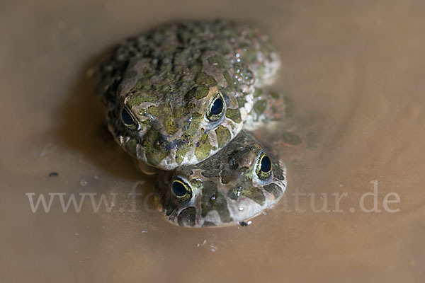 Wechselkröte (Bufo viridis)