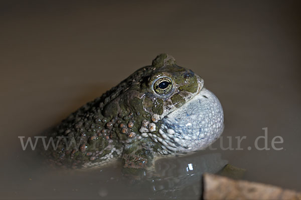 Wechselkröte (Bufo viridis)