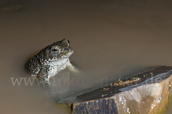 Wechselkröte (Bufo viridis)