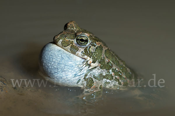 Wechselkröte (Bufo viridis)