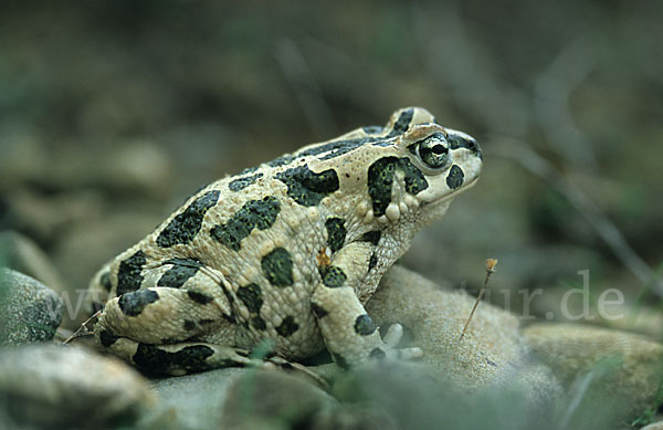 Wechselkröte (Bufotes viridis)