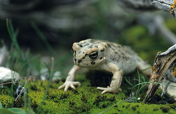 Wechselkröte (Bufotes viridis)