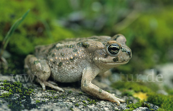 Wechselkröte (Bufotes viridis)