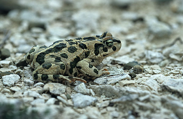 Wechselkröte (Bufotes viridis)