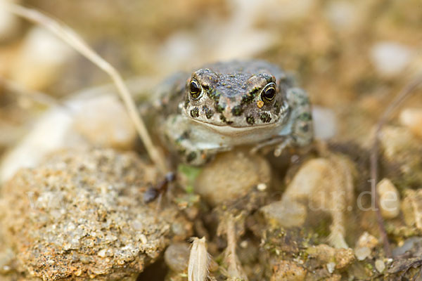 Wechselkröte (Bufotes viridis)