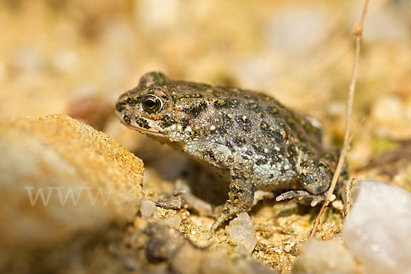 Wechselkröte (Bufotes viridis)