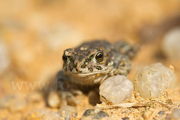 Wechselkröte (Bufotes viridis)