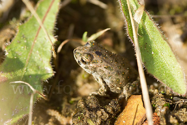 Wechselkröte (Bufotes viridis)