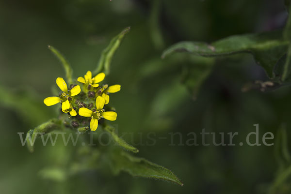 Weg-Rauke (Sisymbrium officinale)