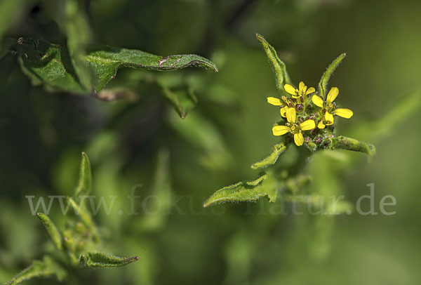 Weg-Rauke (Sisymbrium officinale)