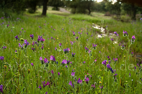 Wegerichblättriger Natternkopf (Echium plantagineum)