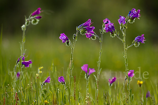 Wegerichblättriger Natternkopf (Echium plantagineum)