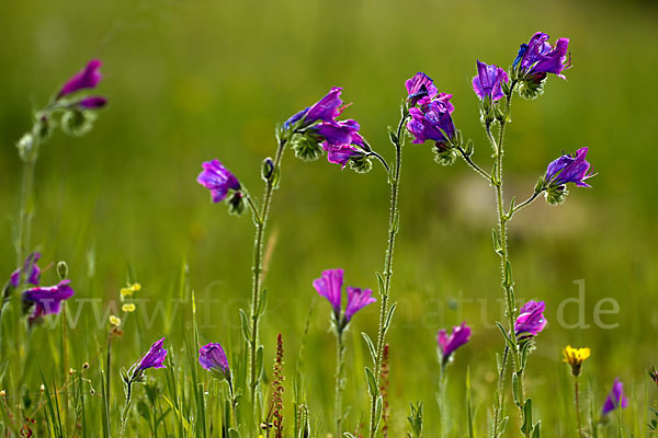 Wegerichblättriger Natternkopf (Echium plantagineum)