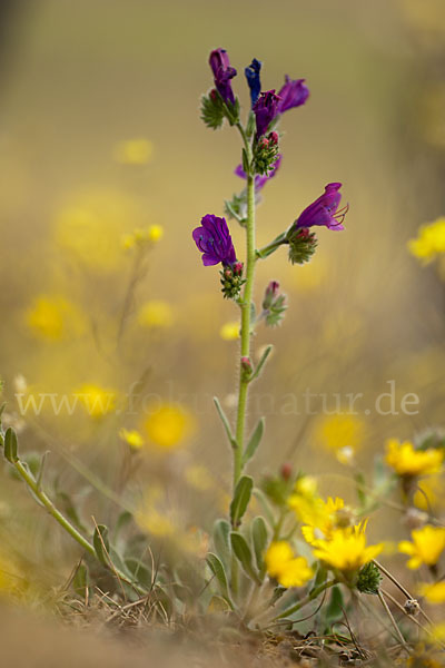 Wegerichblättriger Natternkopf (Echium plantagineum)