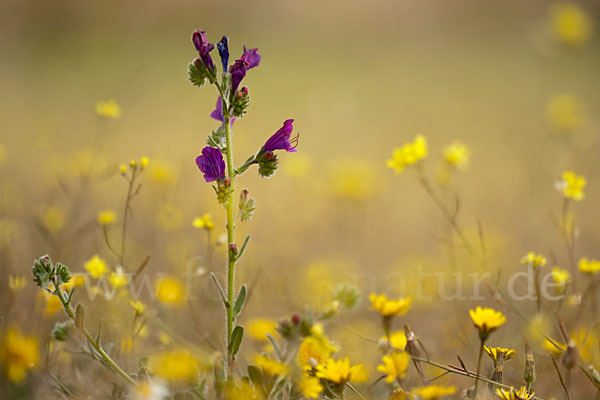 Wegerichblättriger Natternkopf (Echium plantagineum)