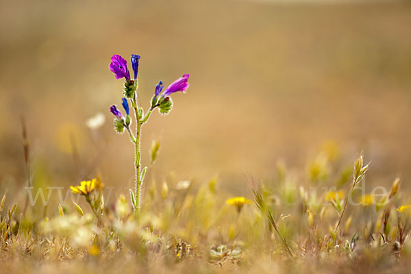 Wegerichblättriger Natternkopf (Echium plantagineum)