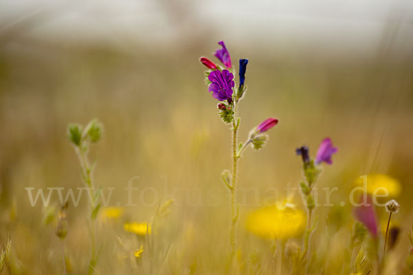 Wegerichblättriger Natternkopf (Echium plantagineum)