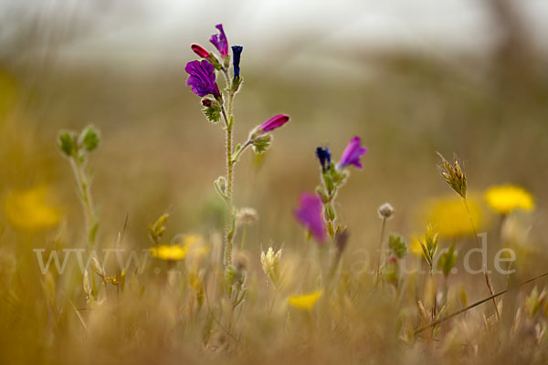 Wegerichblättriger Natternkopf (Echium plantagineum)