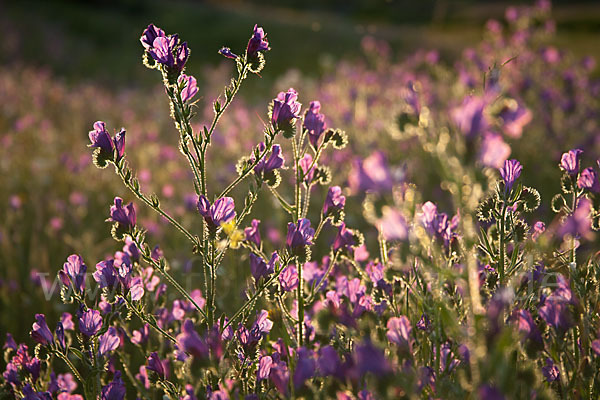 Wegerichblättriger Natternkopf (Echium plantagineum)