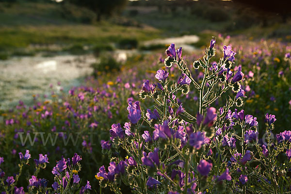 Wegerichblättriger Natternkopf (Echium plantagineum)