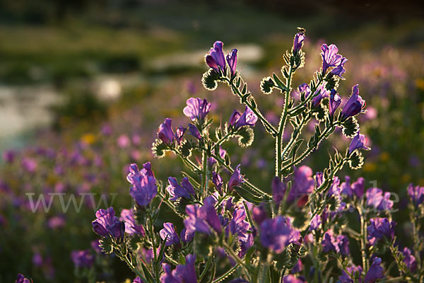 Wegerichblättriger Natternkopf (Echium plantagineum)