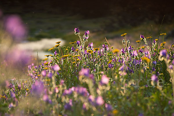 Wegerichblättriger Natternkopf (Echium plantagineum)