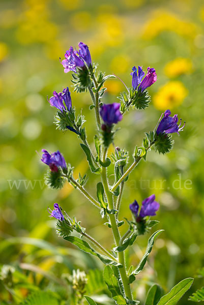 Wegerichblättriger Natternkopf (Echium plantagineum)
