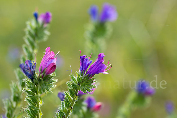 Wegerichblättriger Natternkopf (Echium plantagineum)