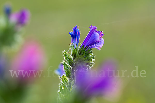 Wegerichblättriger Natternkopf (Echium plantagineum)