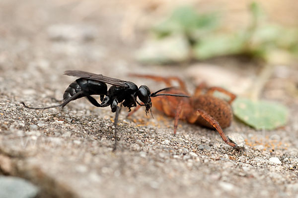 Wegwespe spec. (Anoplius nigerrimus)