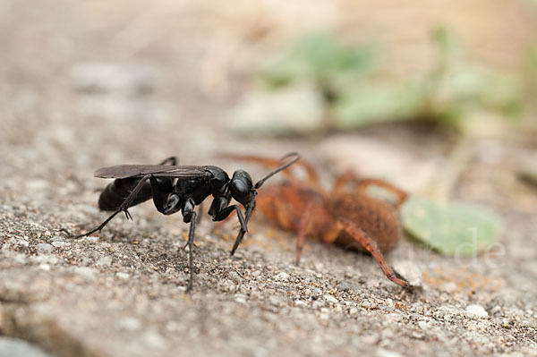 Wegwespe spec. (Anoplius nigerrimus)