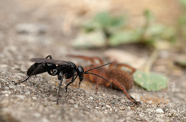 Wegwespe spec. (Anoplius nigerrimus)