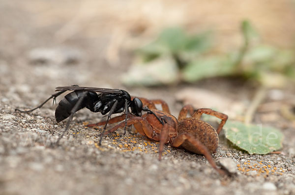 Wegwespe spec. (Anoplius nigerrimus)