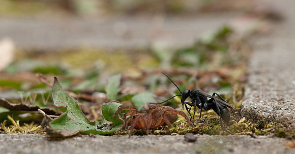 Wegwespe spec. (Anoplius nigerrimus)