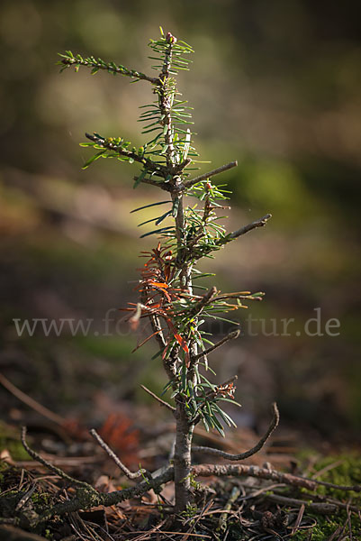 Weiß-Tanne (Abies alba)