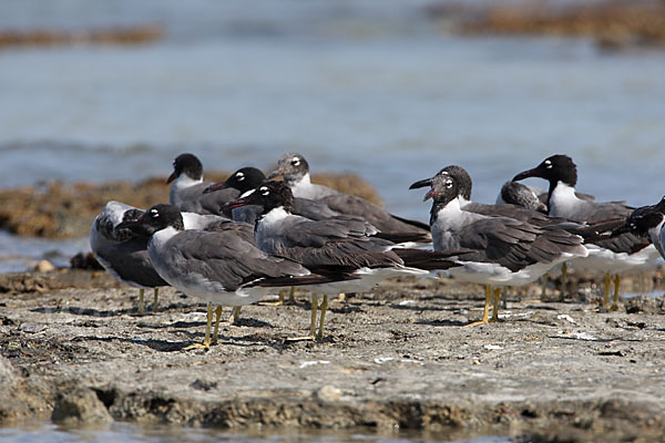 Weißaugenmöwe (Larus leucophthalmus)