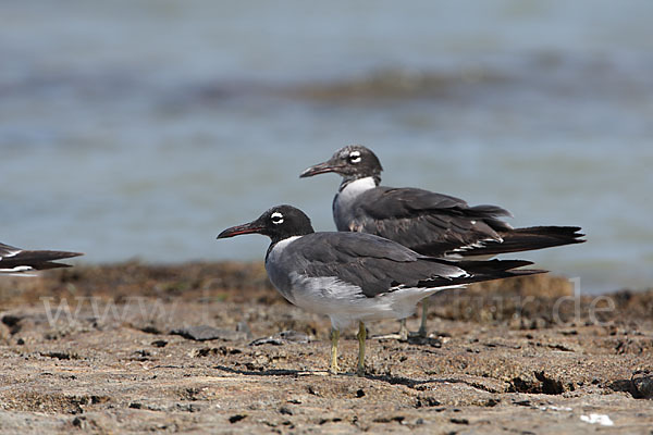 Weißaugenmöwe (Larus leucophthalmus)