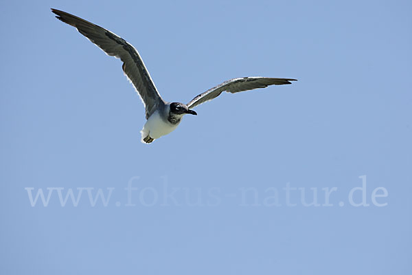 Weißaugenmöwe (Larus leucophthalmus)